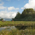 Render of Heacham Habitat Bank with habitats restored, showing a lush meadow and pond surrounded by trees with a bird flying above and cattle grazing in the background