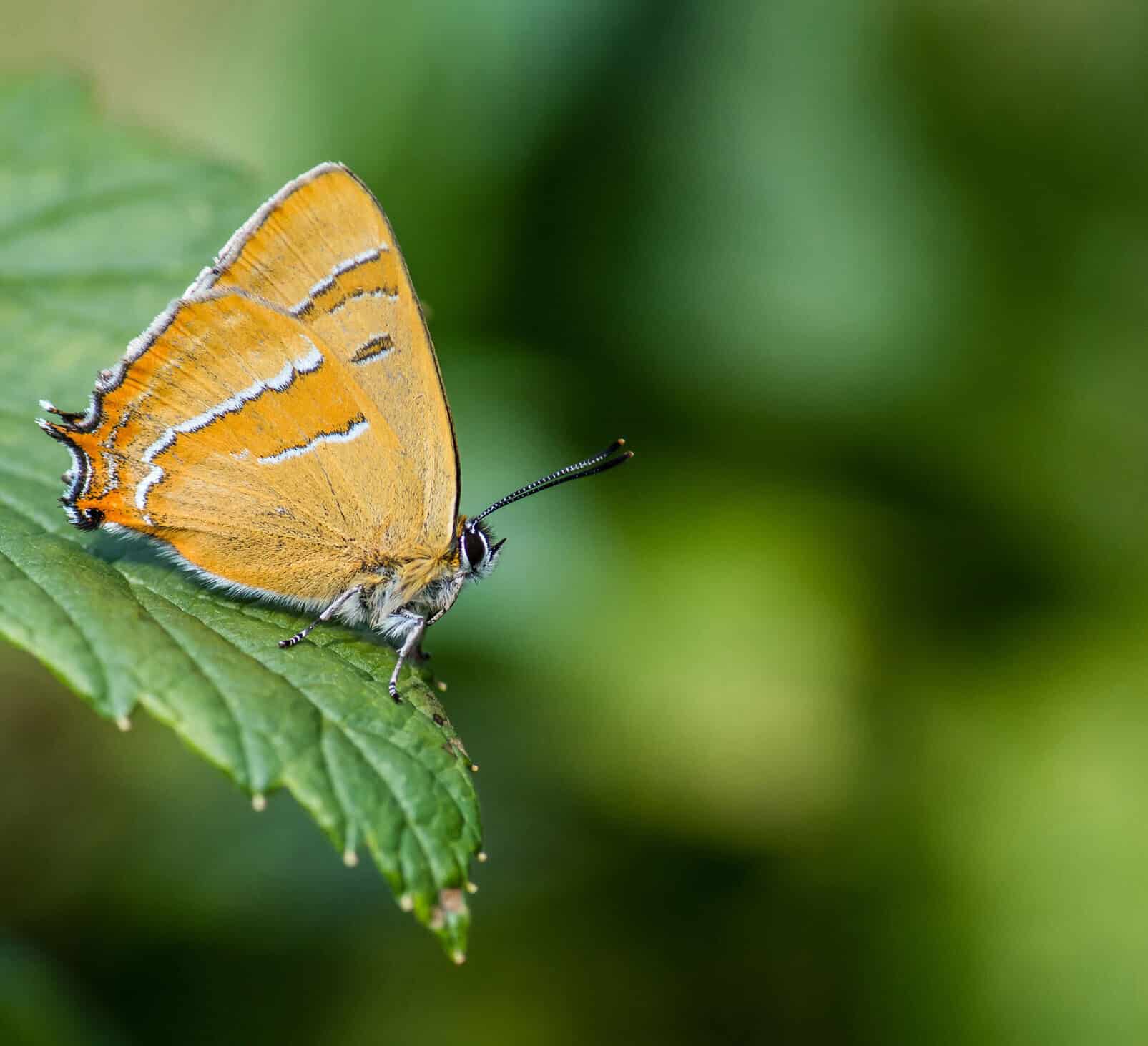 Butterfly perched on a leaf