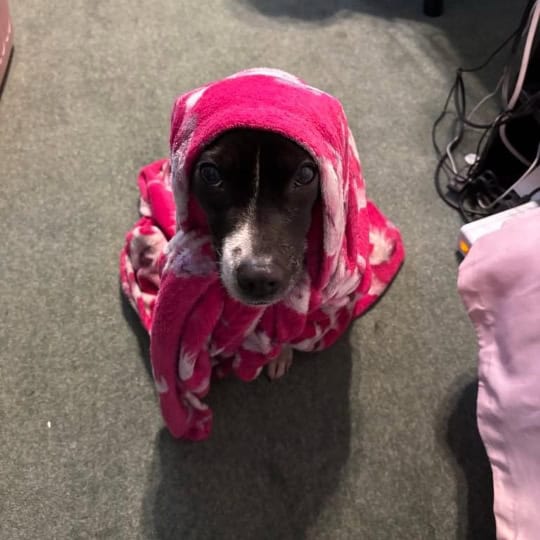 Aska [Ben's dog]