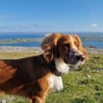 Bea, a cocker spaniel with brown and white fur, in a field by the seaside