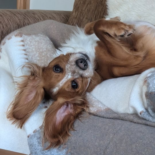 Bea [Rachel L's cocker spaniel] (2)