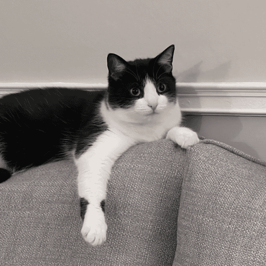 Bruce [Lausanne's cat]