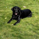 Buster, a black Labrador lying on grass