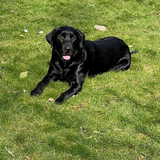 Buster [Liz's black Labrador]