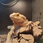Cleopatra, a bearded dragon, sat on a log in a vivarium