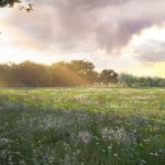 Render of Witchampton Habitat Bank with habitats restored, showing stunning wildflower meadow surrounded by trees