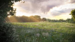 Render of Witchampton Habitat Bank with habitats restored, showing stunning wildflower meadow surrounded by trees