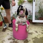 Zoe, a black and white springer and cocker spaniel crossed dog, sat in a pink bucket, panting