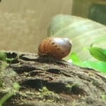 Gail, a brown snail on a log