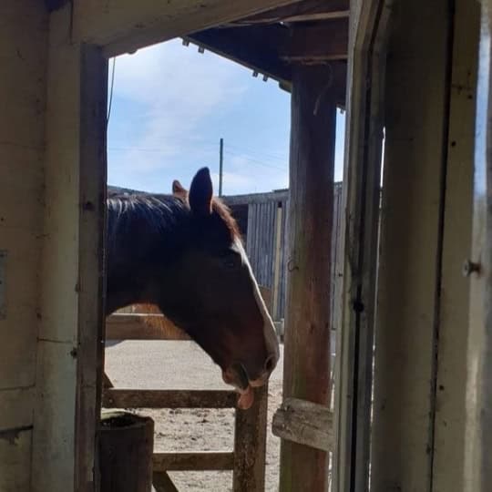 Georgie [Ben's horse]