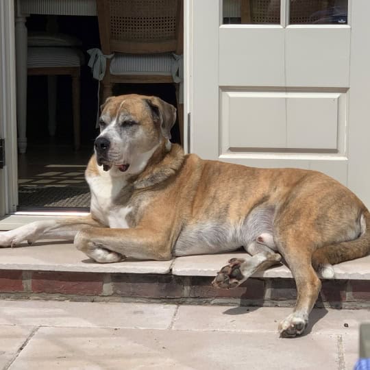 Kiko [Jo's Anatolian sheep dog X Spanish mastiff] (1)