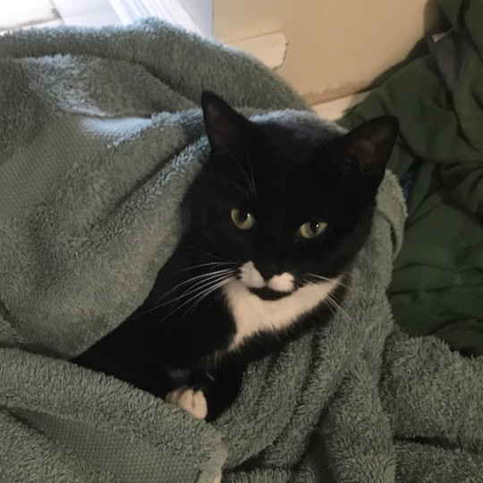 Lily [Liz's cat]