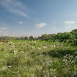 Render of Puddington Habitat Bank with habitats restored, showing biodiverse meadow with scrub being grazed by a small herd of ruby red Devon cattle, surrounded by trees