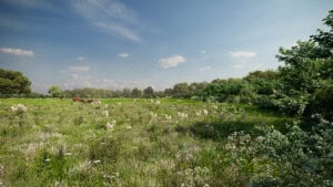 Render of Puddington Habitat Bank with habitats restored, showing biodiverse meadow with scrub being grazed by a small herd of ruby red Devon cattle, surrounded by trees