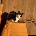 Milla, a black and white domestic shorthair cat sat on a flowerpot in a garden