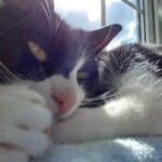 Milla, a black and white cat curled up by a sunny window