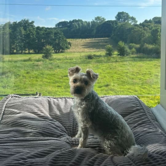 Nova [Huw's Yorkiepoo]