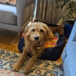 Nugget, a small brown Labrador and poodle crossed dog, lying in a dog bed