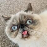 Peebee, a white exotic shorthair cat with large blue eyes, flat face, grey ears, and tongue poking out