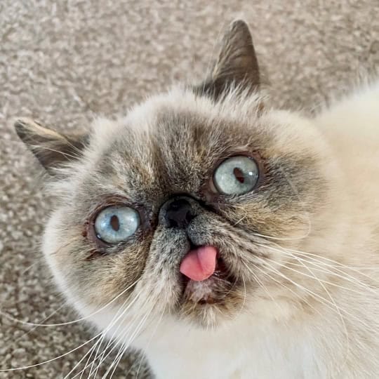 Peebee [Ell's exotic cat] (1)
