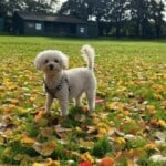Phoebe, a small, white poodle and spaniel crossed dog, stood on some grass amongst fallen leaves