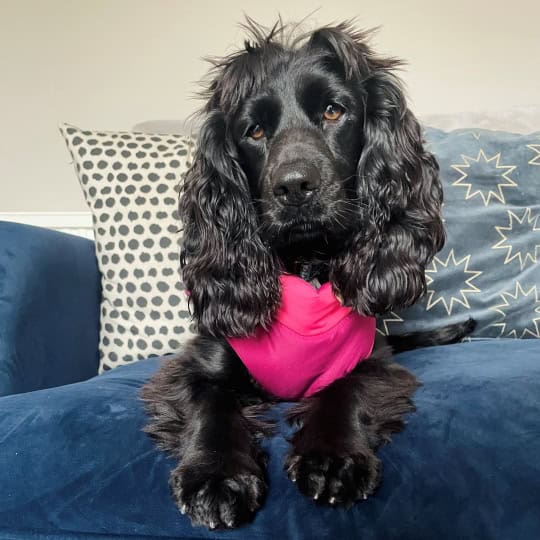 Pip [Nikita's cocker spaniel] (1)