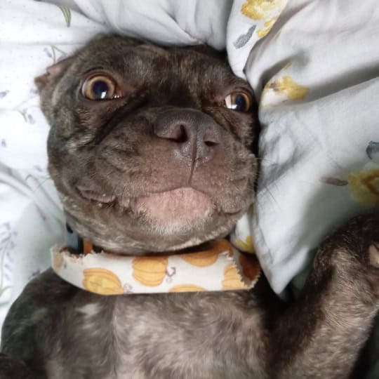 Pumpkin [Ruby's Staffy X Frenchie] (1)