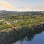 Render of Whitby Habitat Bank with habitats restored, showing biodiverse field with wetland and scrub being grazed by a small herd of cattle beside a river with local town in the background and wildlife like birds and dragonflies above