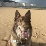 Simba, a husky and German shepherd crossed dog, sat on a beach with white cliffs