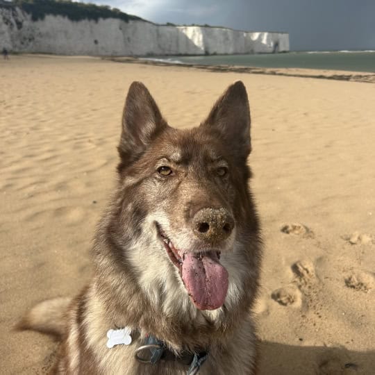Simba [Lydia's husky X German shepherd]