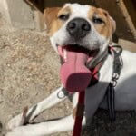 Toby, a white parsons Jack Russell dog with brown ears, sat with his tongue out