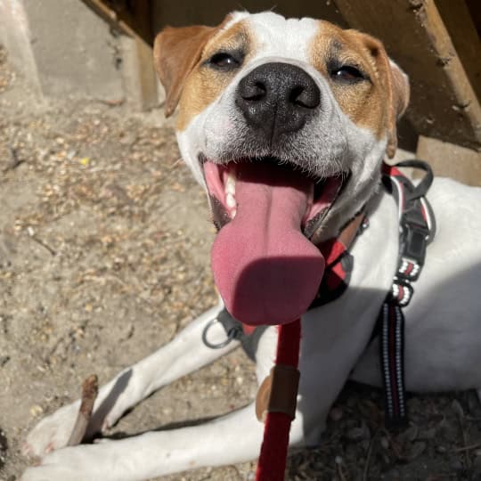 Toby [Nathan's parsons jack russell]