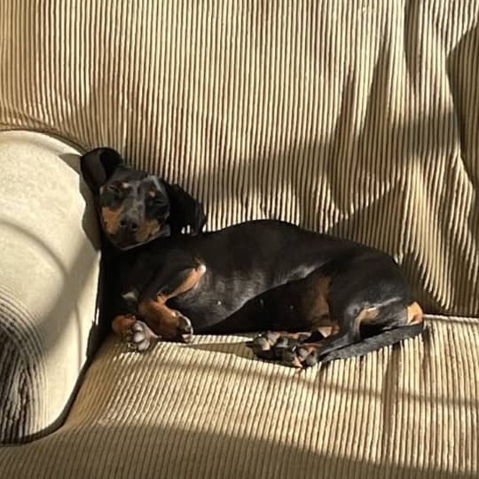 Twiggy [Maxi's dachshund]