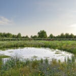Render of Cornwell Habitat Bank with habitats restored, showing biodiverse pond within a thriving wildflower glassland being grazed by a small herd of native cattle surrounded by hedgerow