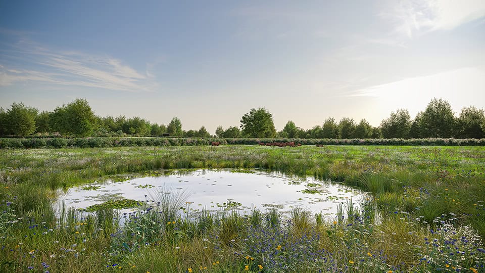 Render of Cornwell Habitat Bank with habitats restored, showing biodiverse pond within a thriving wildflower glassland being grazed by a small herd of native cattle surrounded by hedgerow