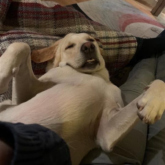 Wilbur [Richard's golden Labrador]