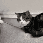 Ziggy, a grey and white cat, sat on top of a sofa cushion