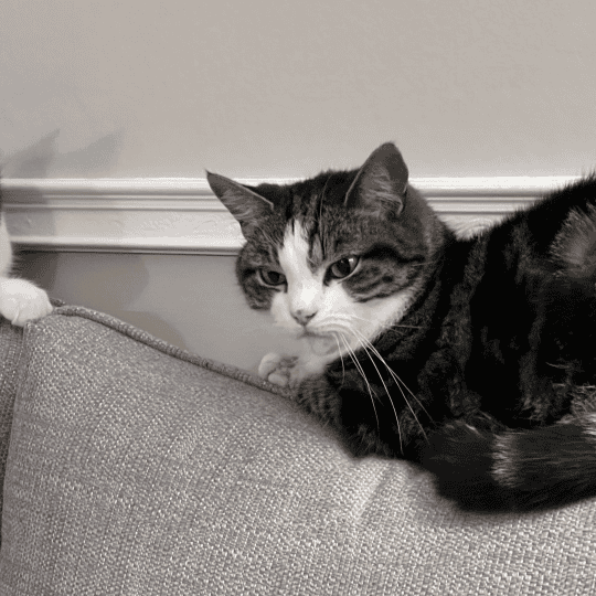 Ziggy [Lausanne's cat]