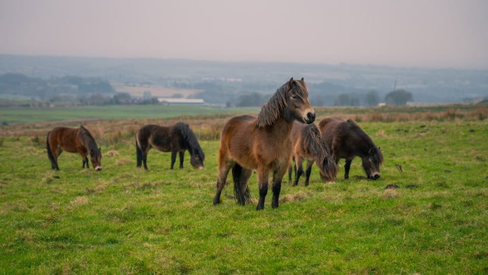 Small herd of Exmoor ponies - small and brown - grazing on grass at Horwich Habitat Bank