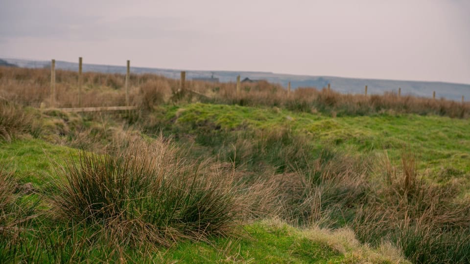Soft rush and grassland thriving at Horwich Habitat Bank