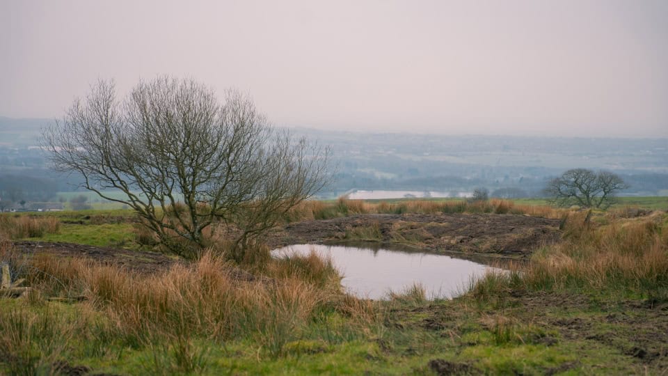 A new pond that's filled with water at Horwich Habitat Bank - it's small and lies beside a small tree amongst a diverse grassland, with Bolton on the horizon