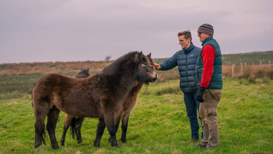 Fraser from Environment Bank, a man in his forties wearing a blue jacket, with Richard the farmer, a man in his forties wearing a beanie, gloves, and winter gilet - both petting two Exmoor ponies, small brown grazers at Horwich Habitat Bank