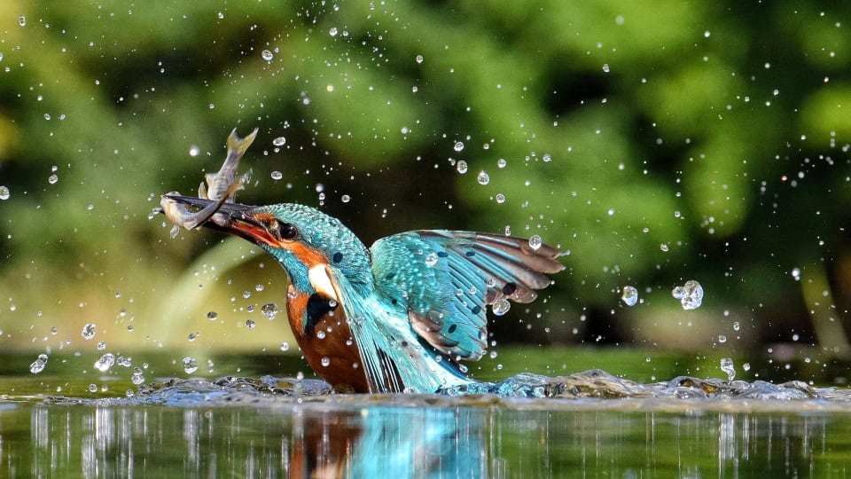 A kingfisher with bright blue feathers catching a fish just on the surface of a pond