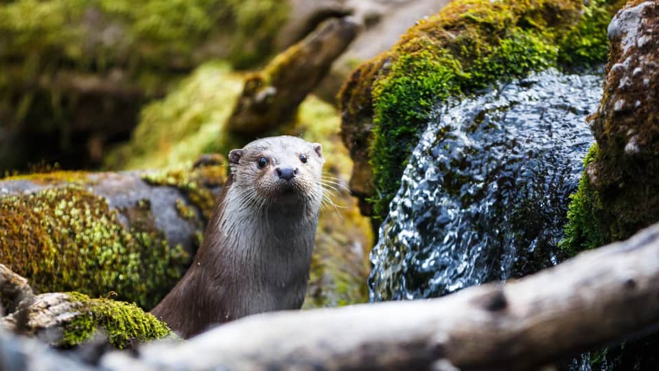 A Eurasian otter amongst mossy rocks with a stream flowing