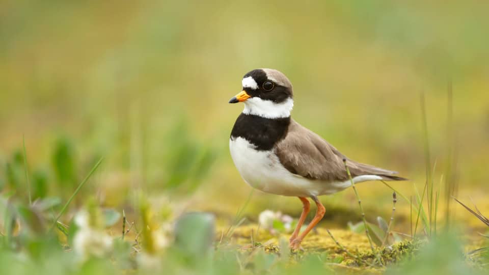 A ringed plover, a small bird with brown and white feathers, yellow beak, and black stripes