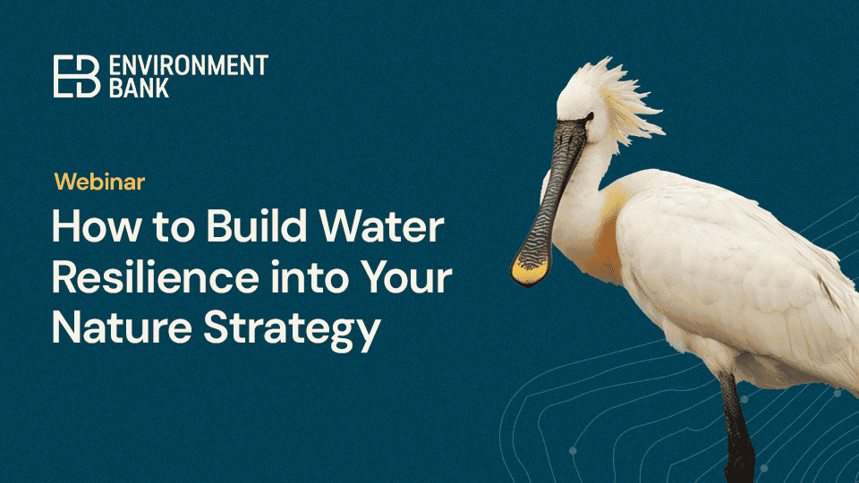 How to Build Water Resilience into Your Nature Strategy