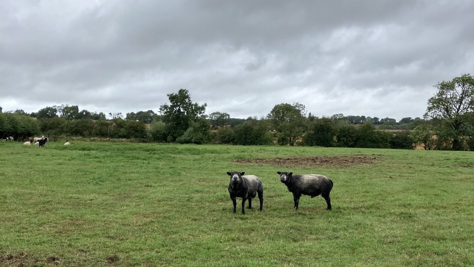 A pair of black and white sheep at Heighington Habitat Bank