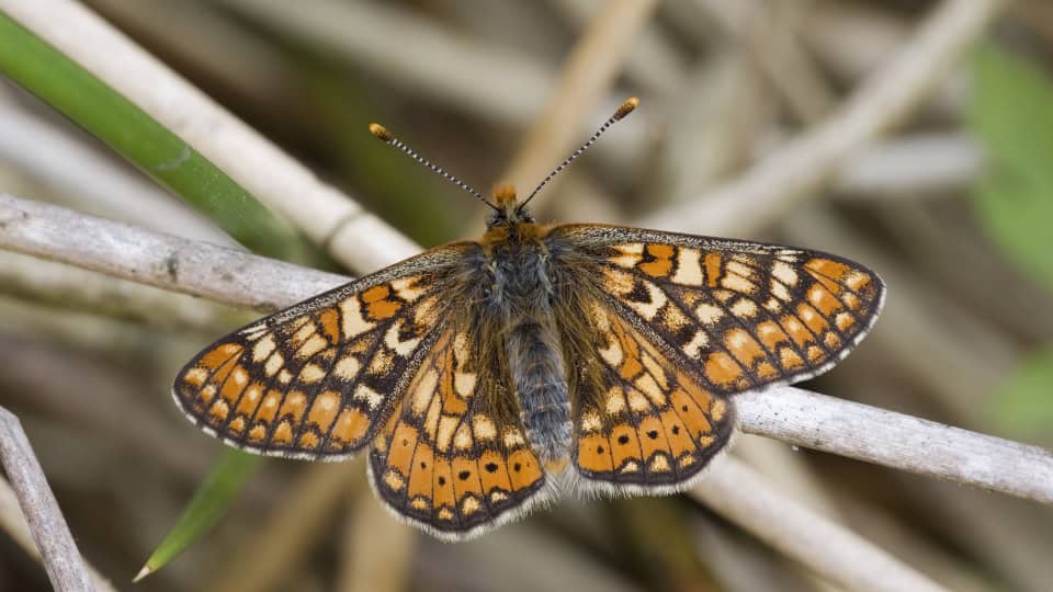 A marsh fritillary, a species of butterfly with orange, yellow, and black patterned wings, a dark brown body, perched on a twig with wings spread