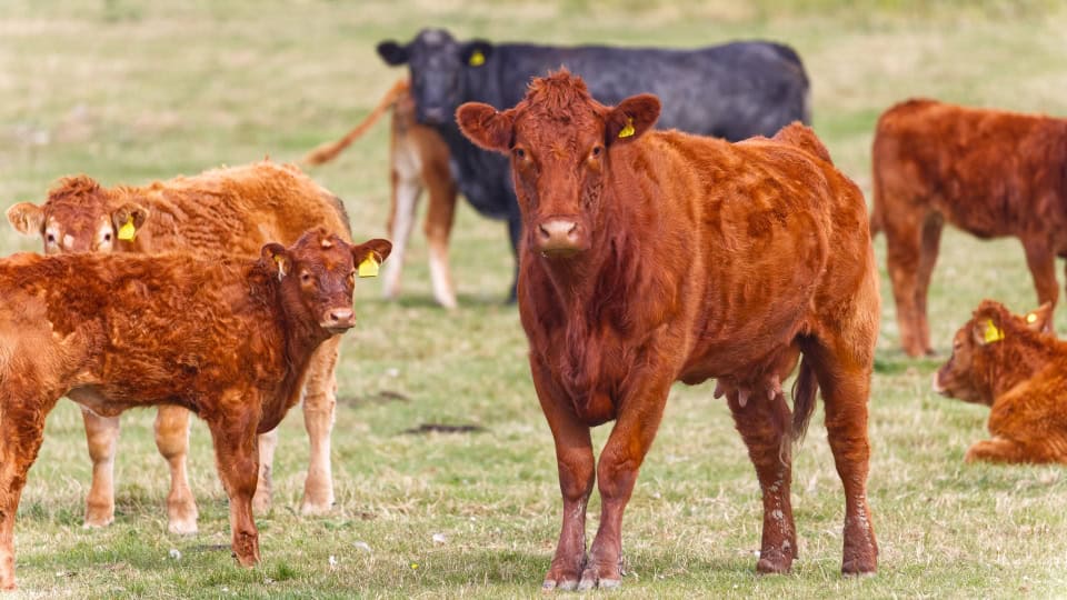 Herd of Red Poll, a conservation grazing breed of beef cattle that are a deep reddish brown colour, including calves