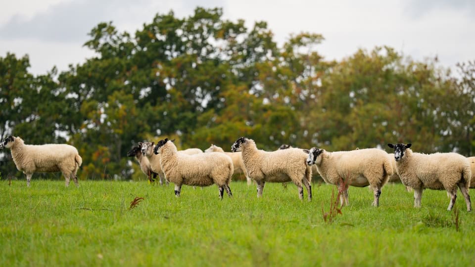 A herd of white sheep which are being used to help manage the habitats at Chiddingfold Habitat Bank
